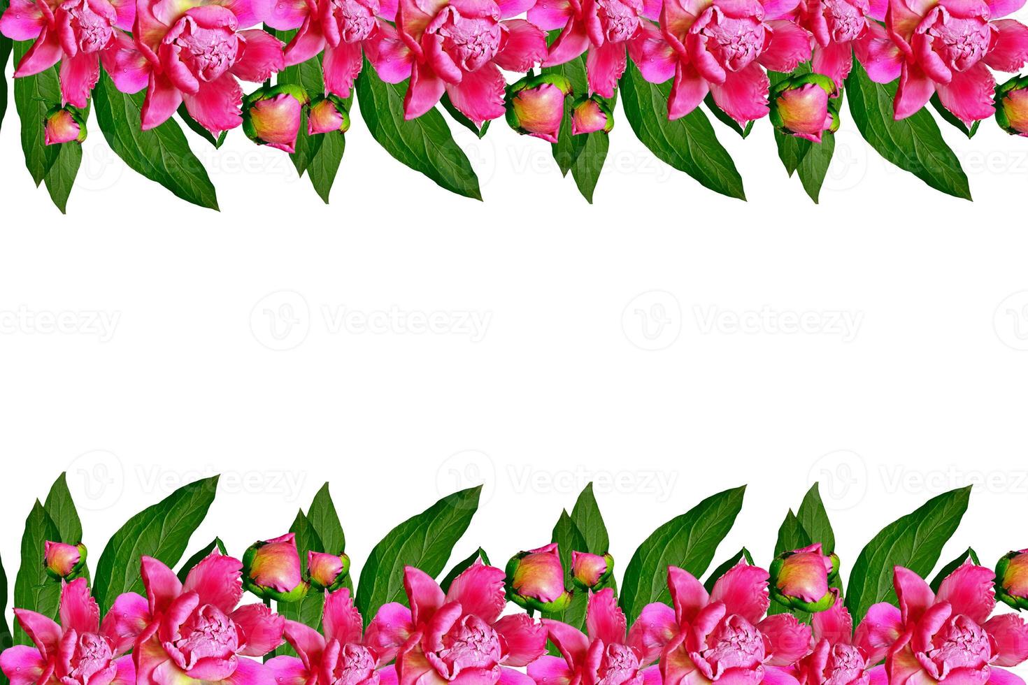 peony flowers isolated on white background. photo