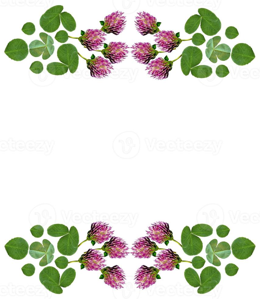 leaf clover on white background photo