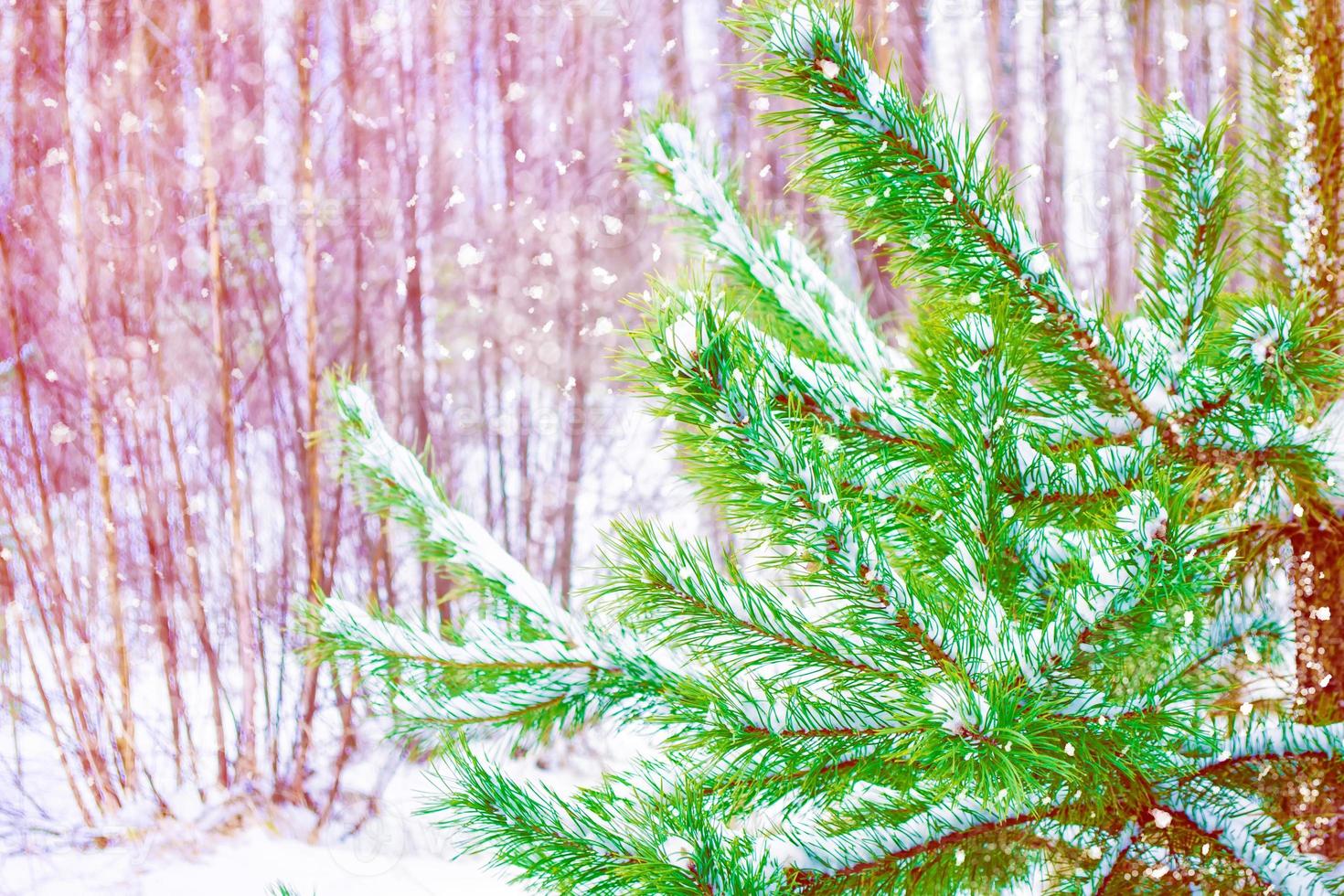 Frozen winter forest with snow covered trees. photo