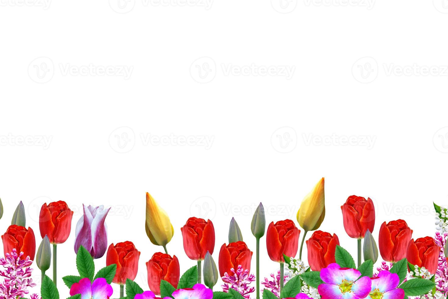 Floral background of bright isolated spring flowers photo
