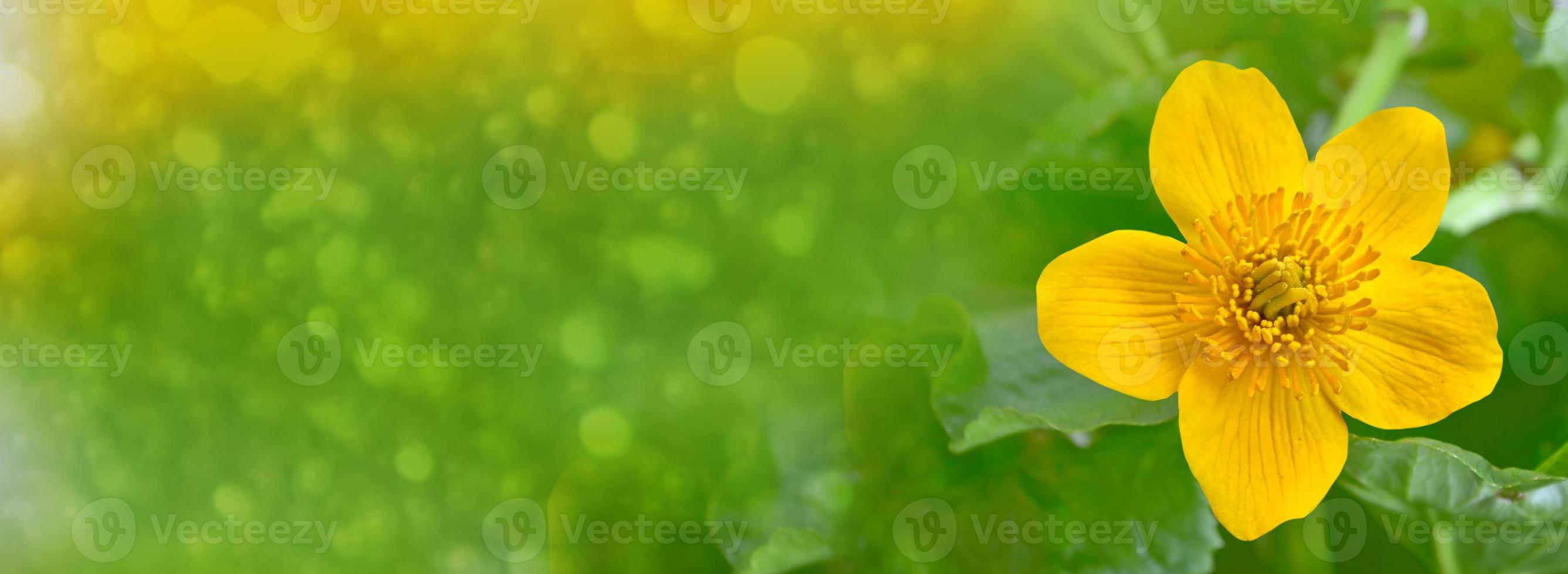 Bright colorful yellow flowers against the background of the summer landscape. photo