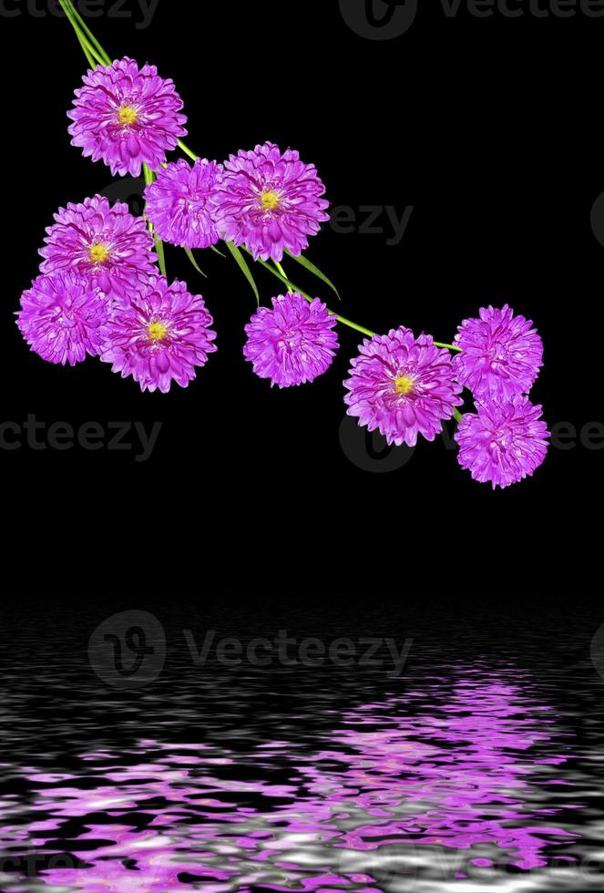 flores de aster aisladas en un fondo negro foto