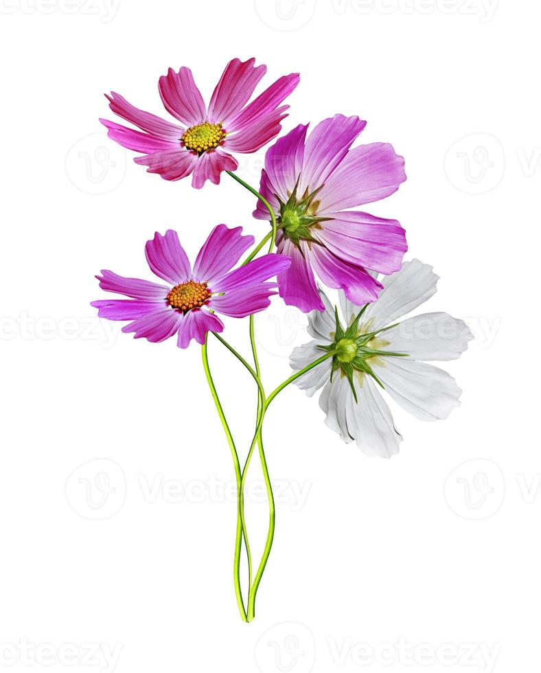 Cosmos flowers isolated on white background photo