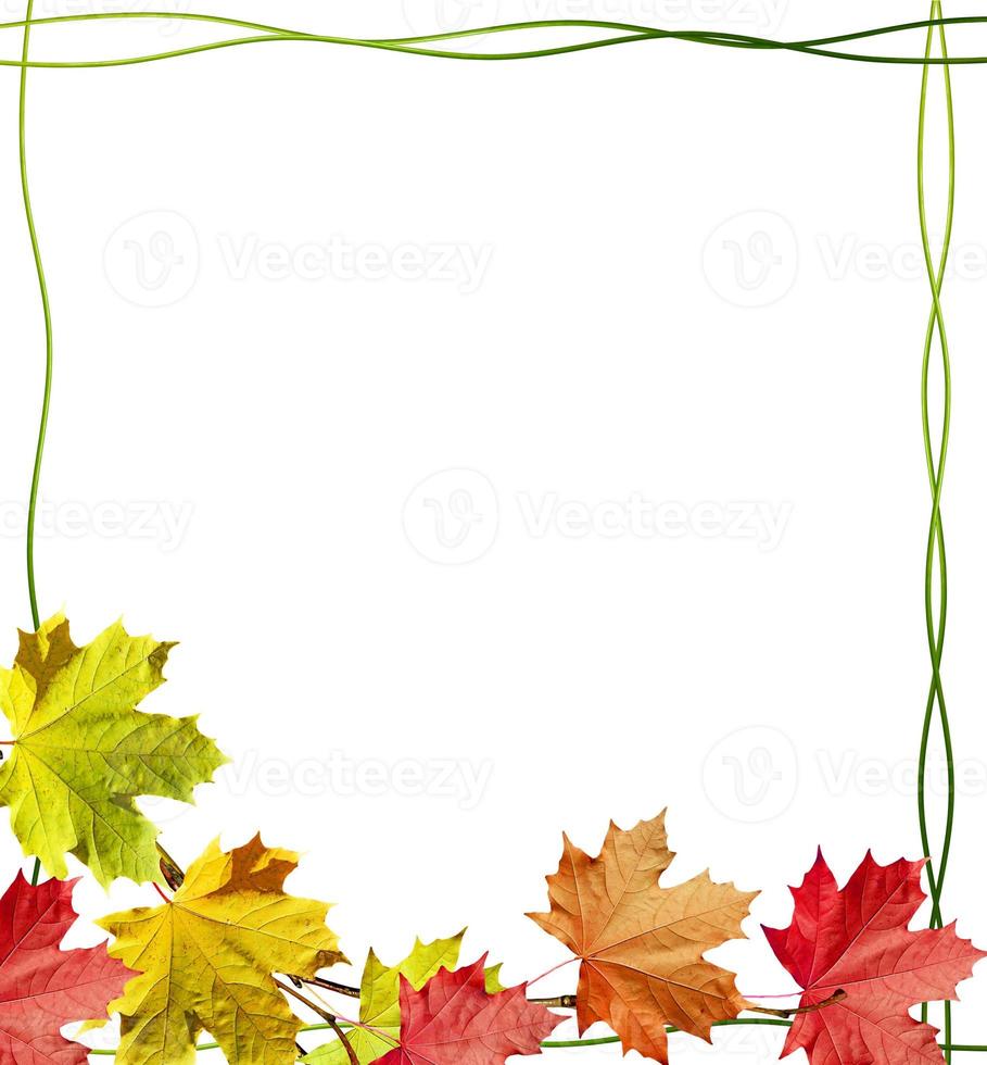 autumn leaves isolated on white background. photo