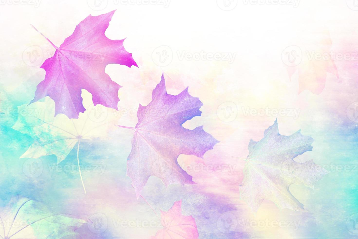 Autumn landscape. Beautiful  leaves. landscape. Colorful trees photo