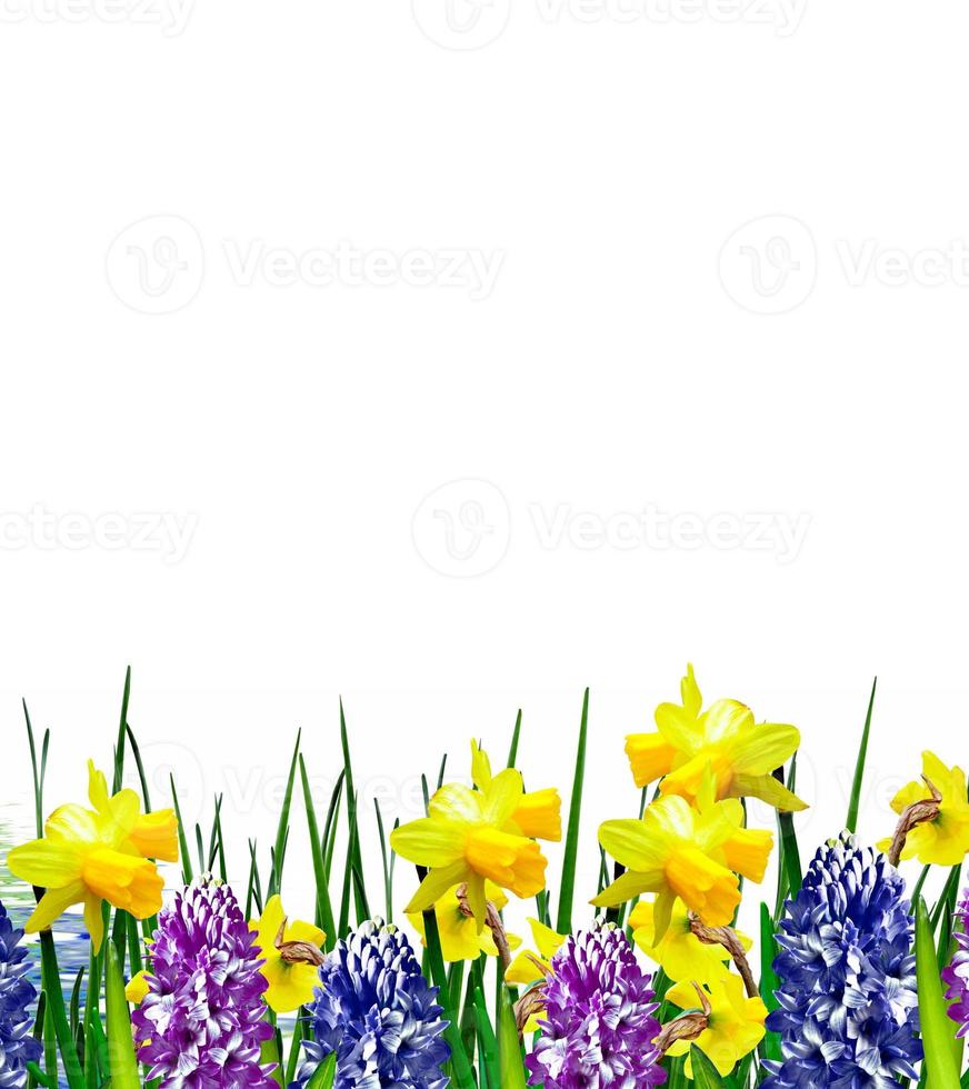 Beautiful colorful yellow flowers narcissus on a white background photo