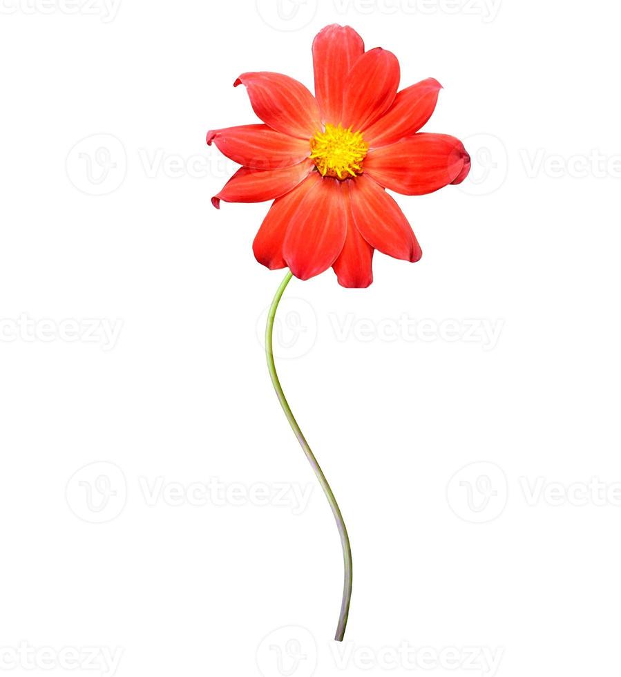 Flowers isolated on white background. photo