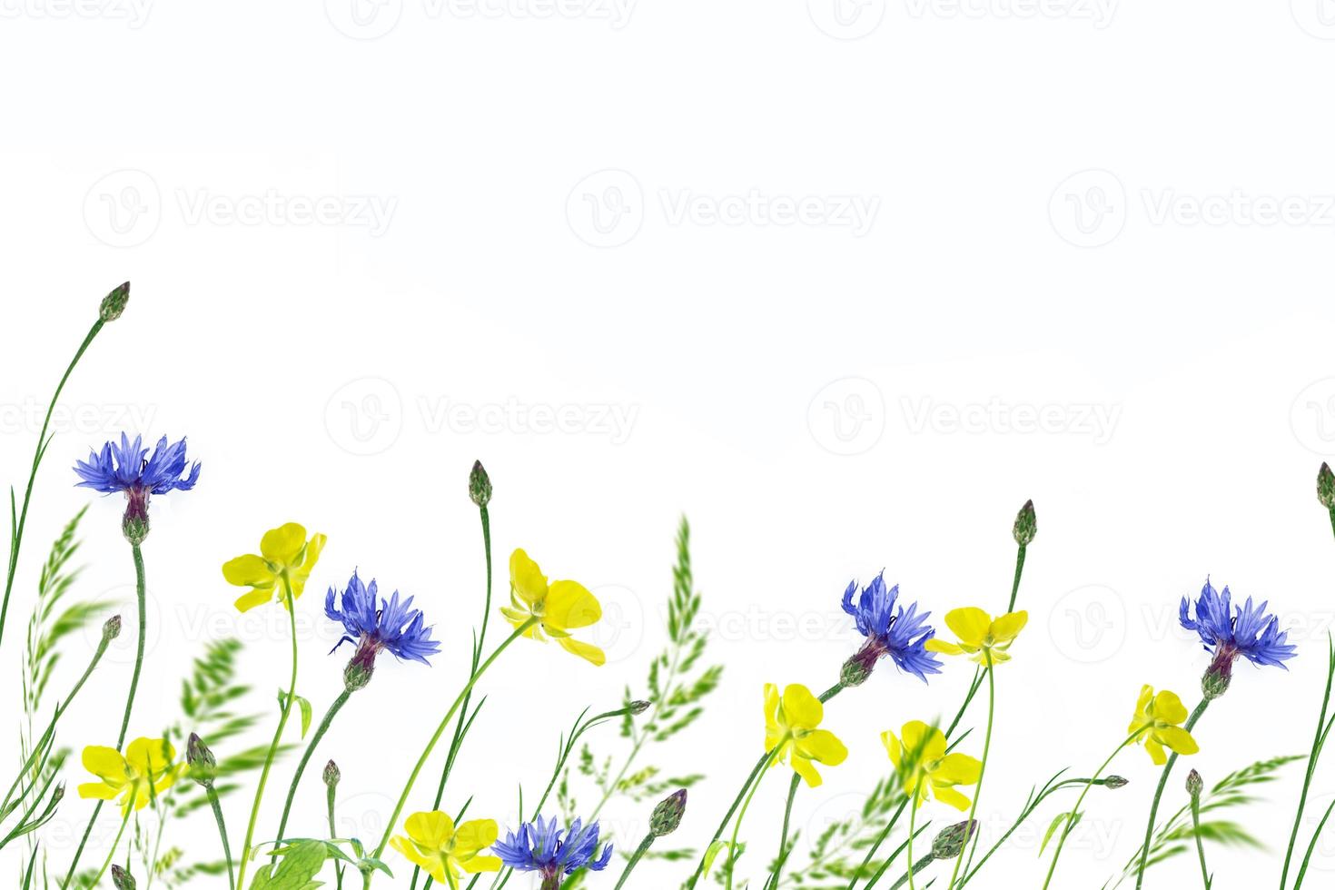 Wild flower cornflower photo