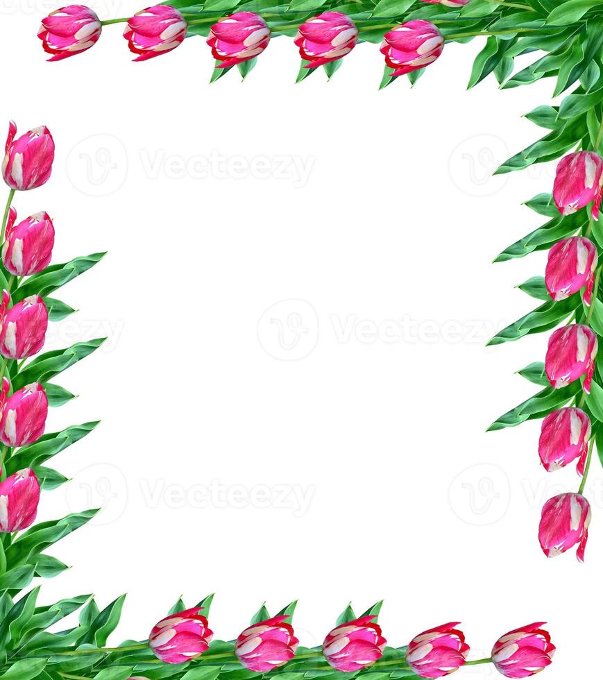 spring flowers tulips isolated on white background. photo