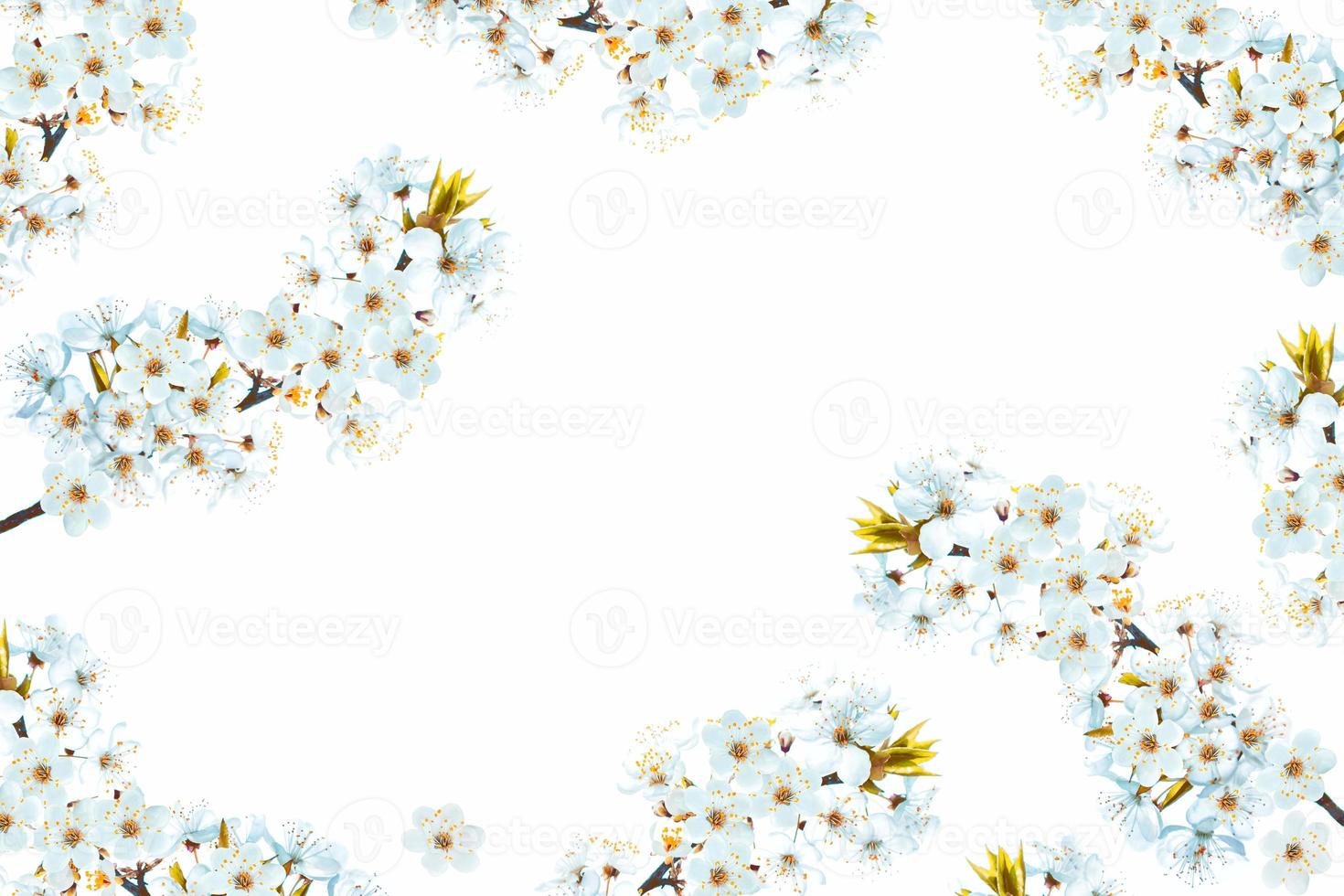 Flowering branch of cherry isolated on a white background. photo