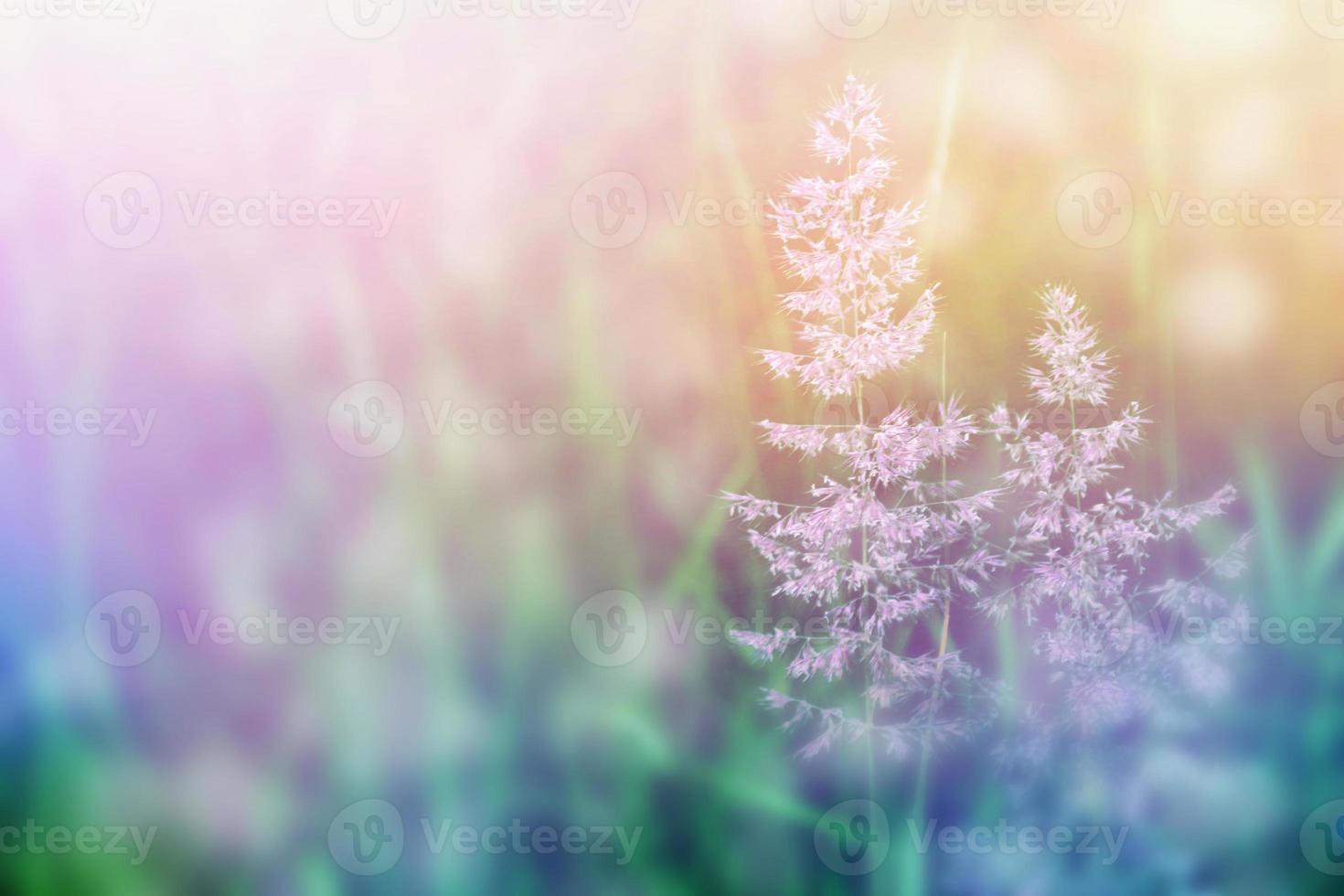 Blurred image of grass. photo