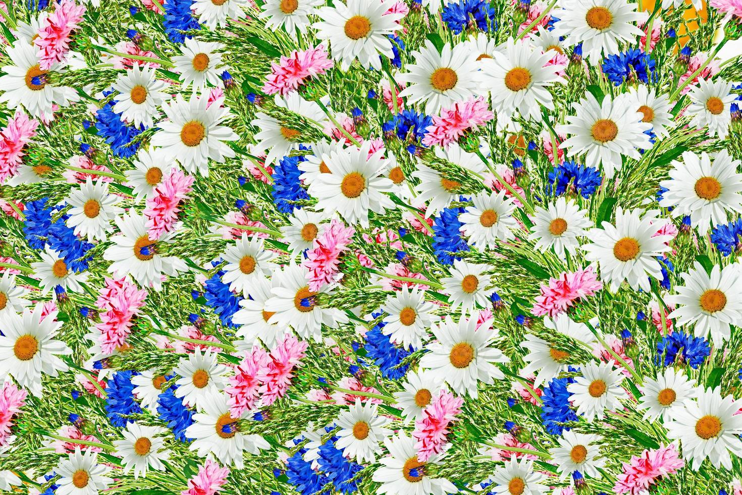 Wildflowers daisies. Floral background of daisies and cornflowers. photo