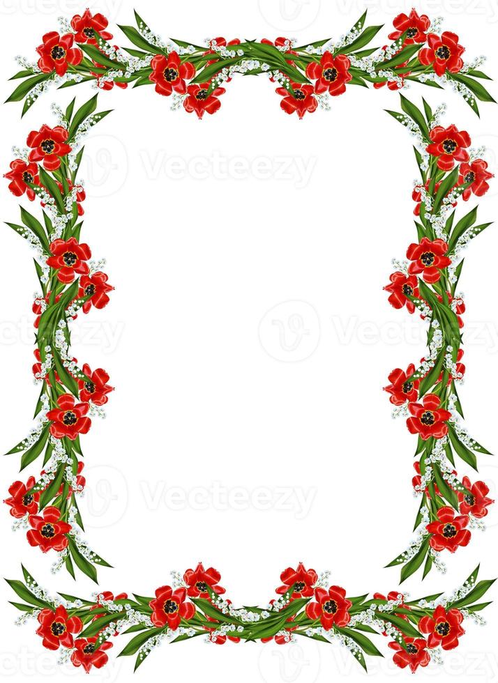 spring flowers tulips isolated on white background photo