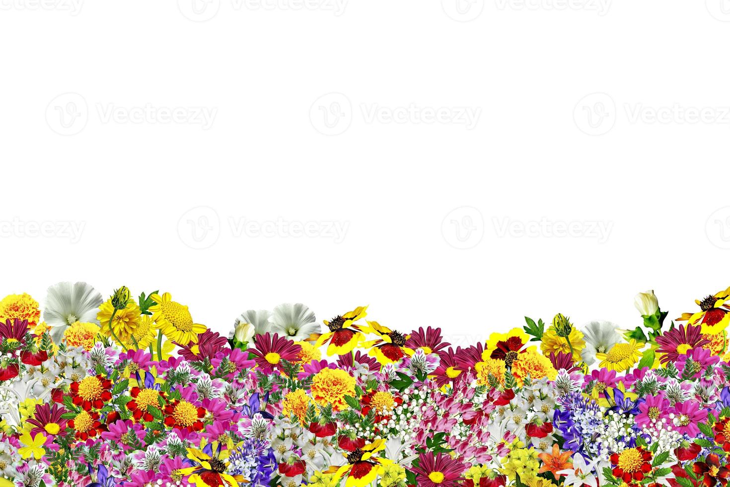 iris blue flowers on a white background photo