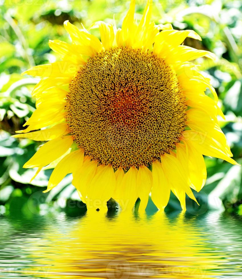 Beautiful sunflower field in summer photo