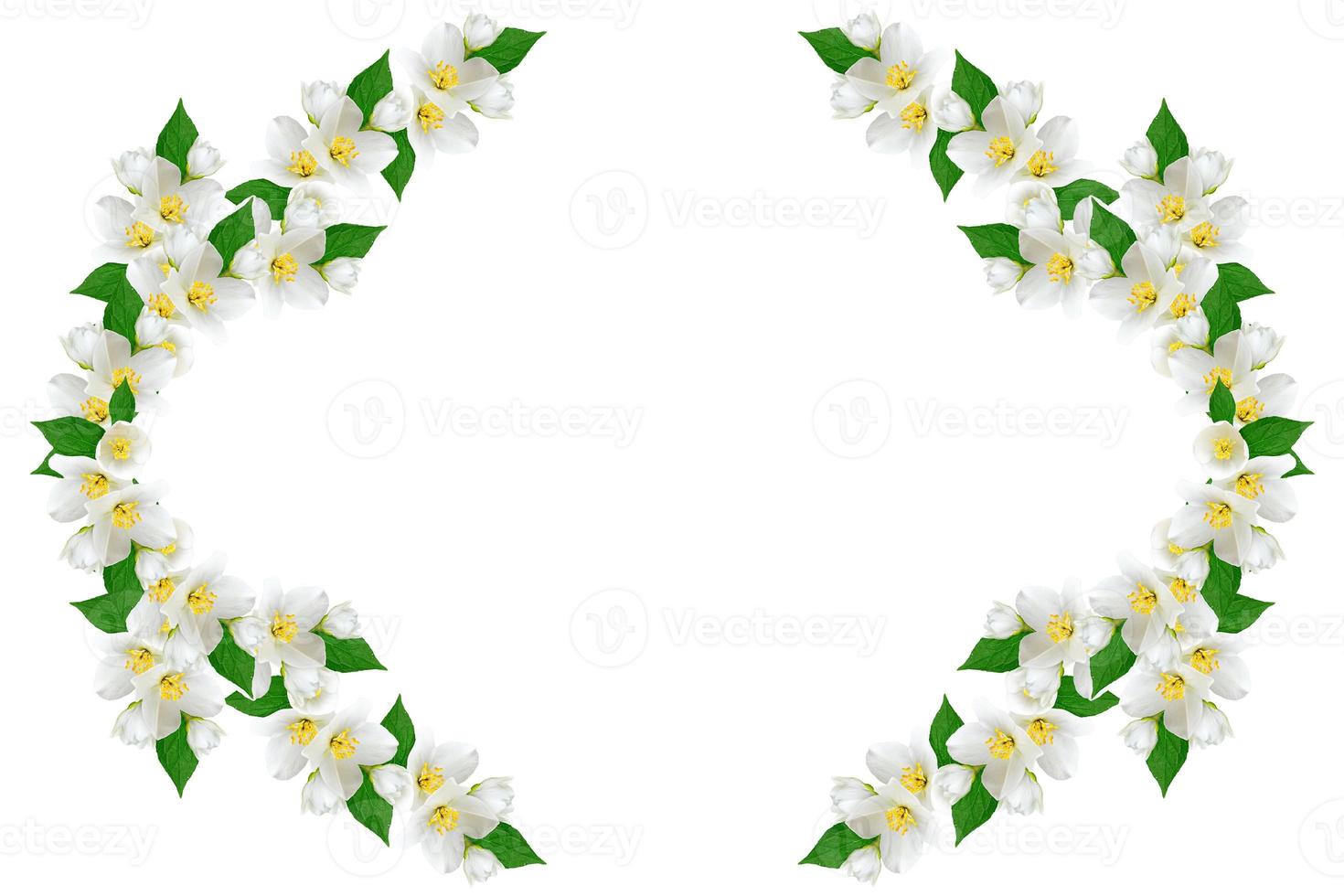 branch of jasmine flowers isolated on white background photo