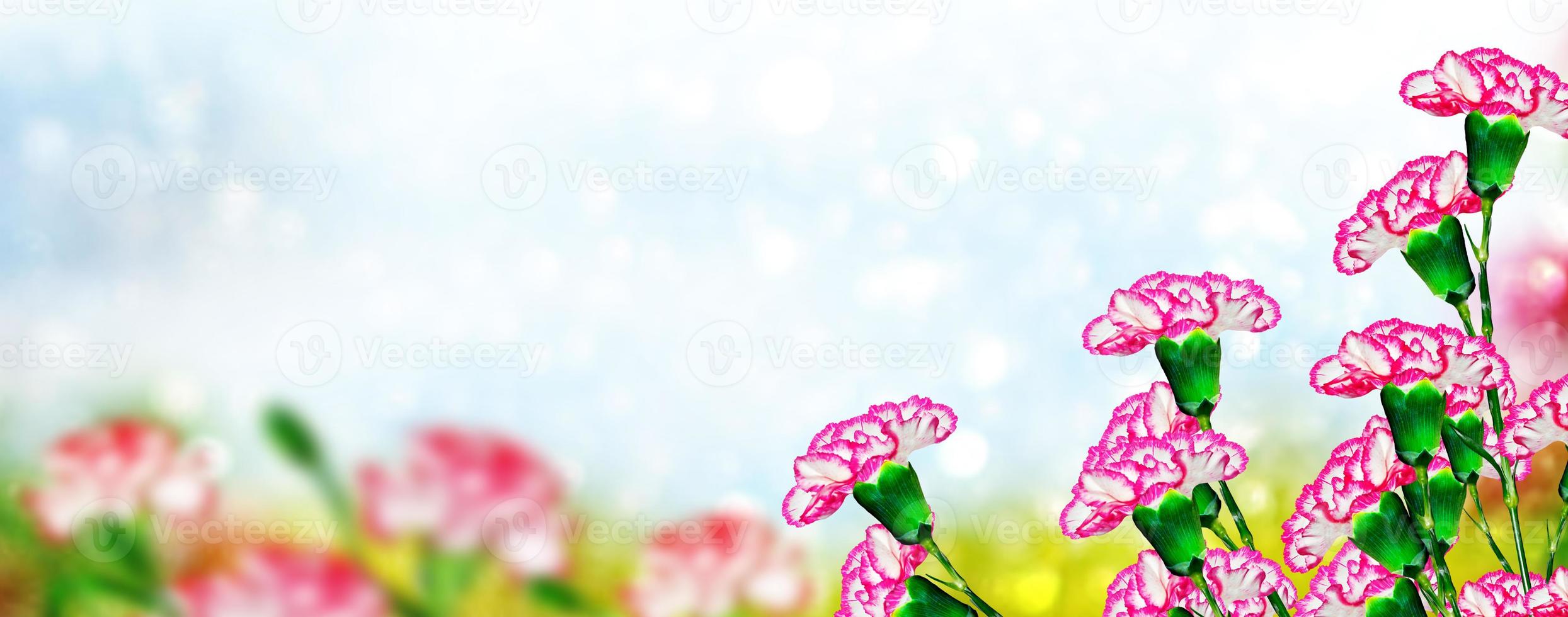 Bright and colorful carnation flowers. Floral background. photo