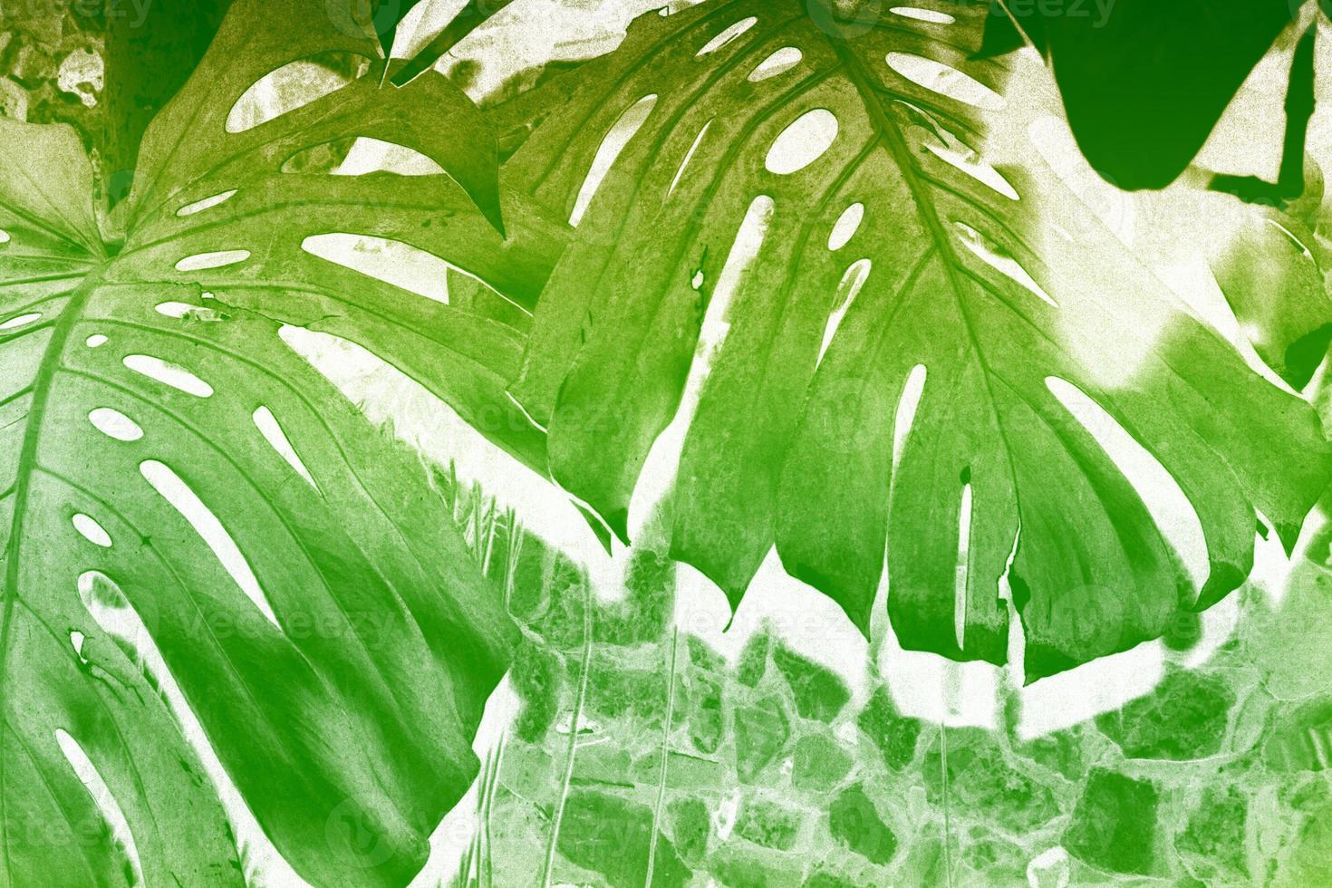 green leaf of a tropical flower monstera photo