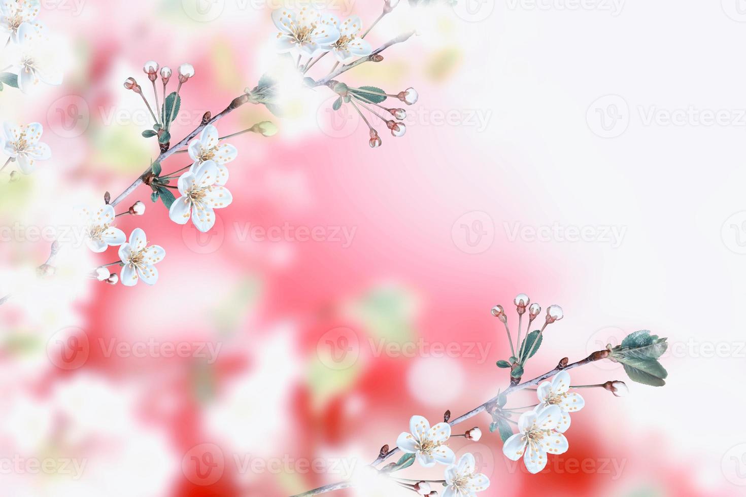 Blossoming branch apple. photo
