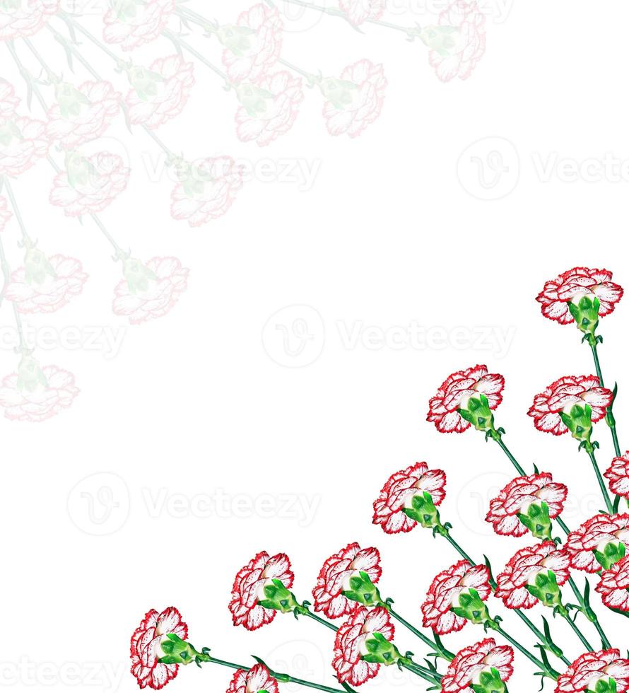 Colorful carnation flowers isolated on white background. photo