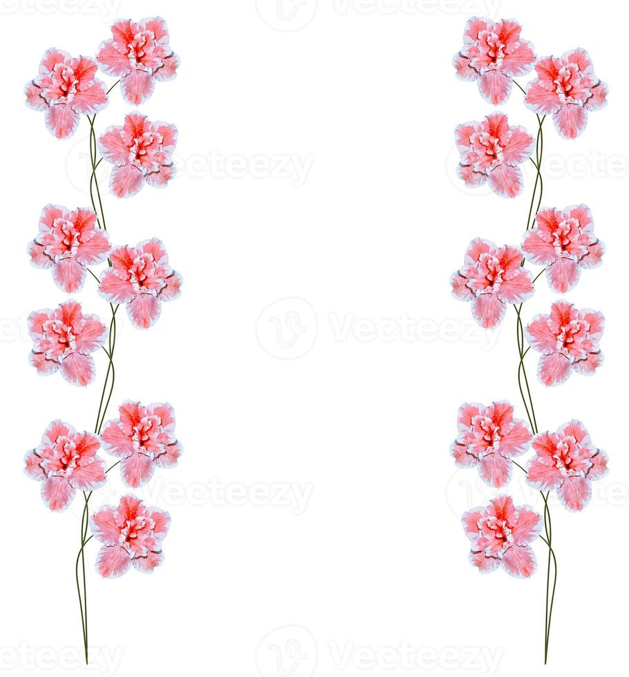 Flower azalea isolated on white background. photo
