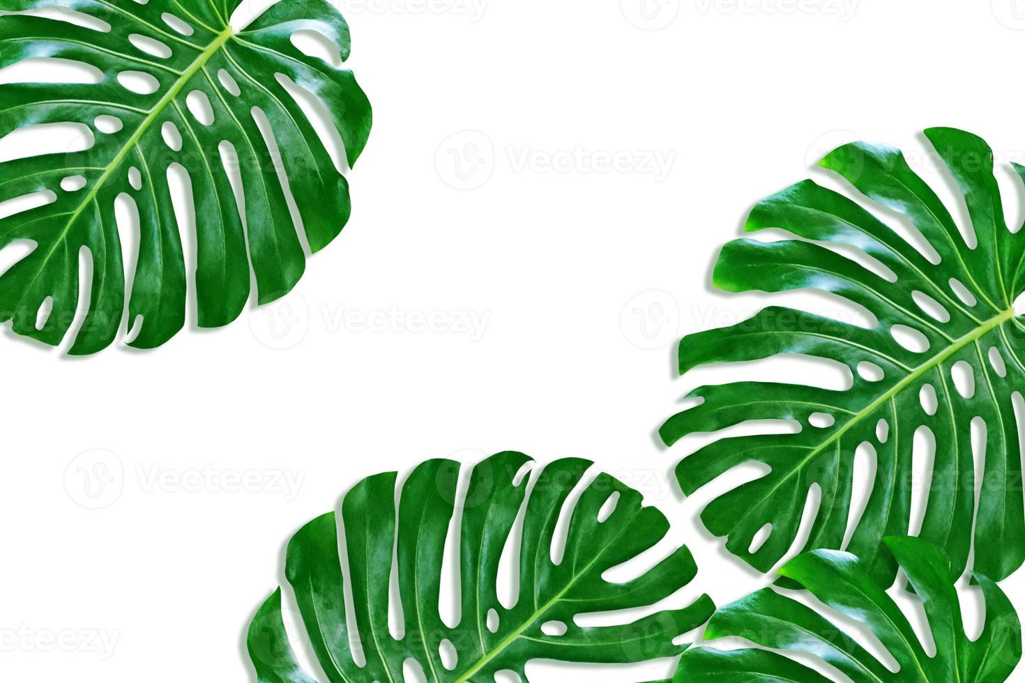 green leaf of a tropical flower monstera photo