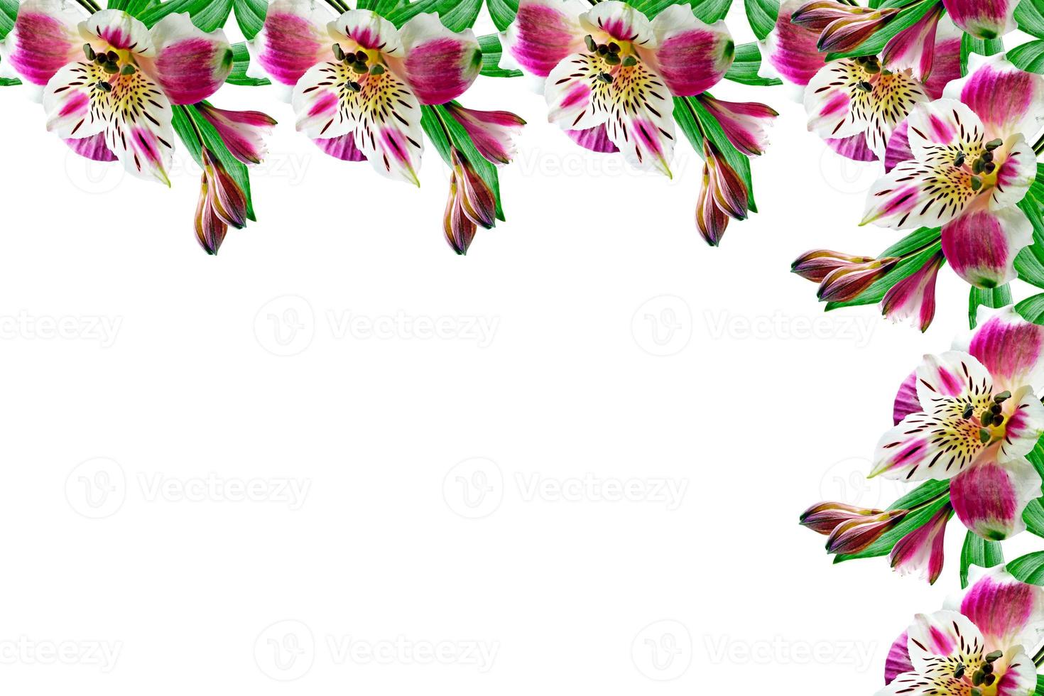 Colorful bright flowers Alstroemeria on a white background. photo