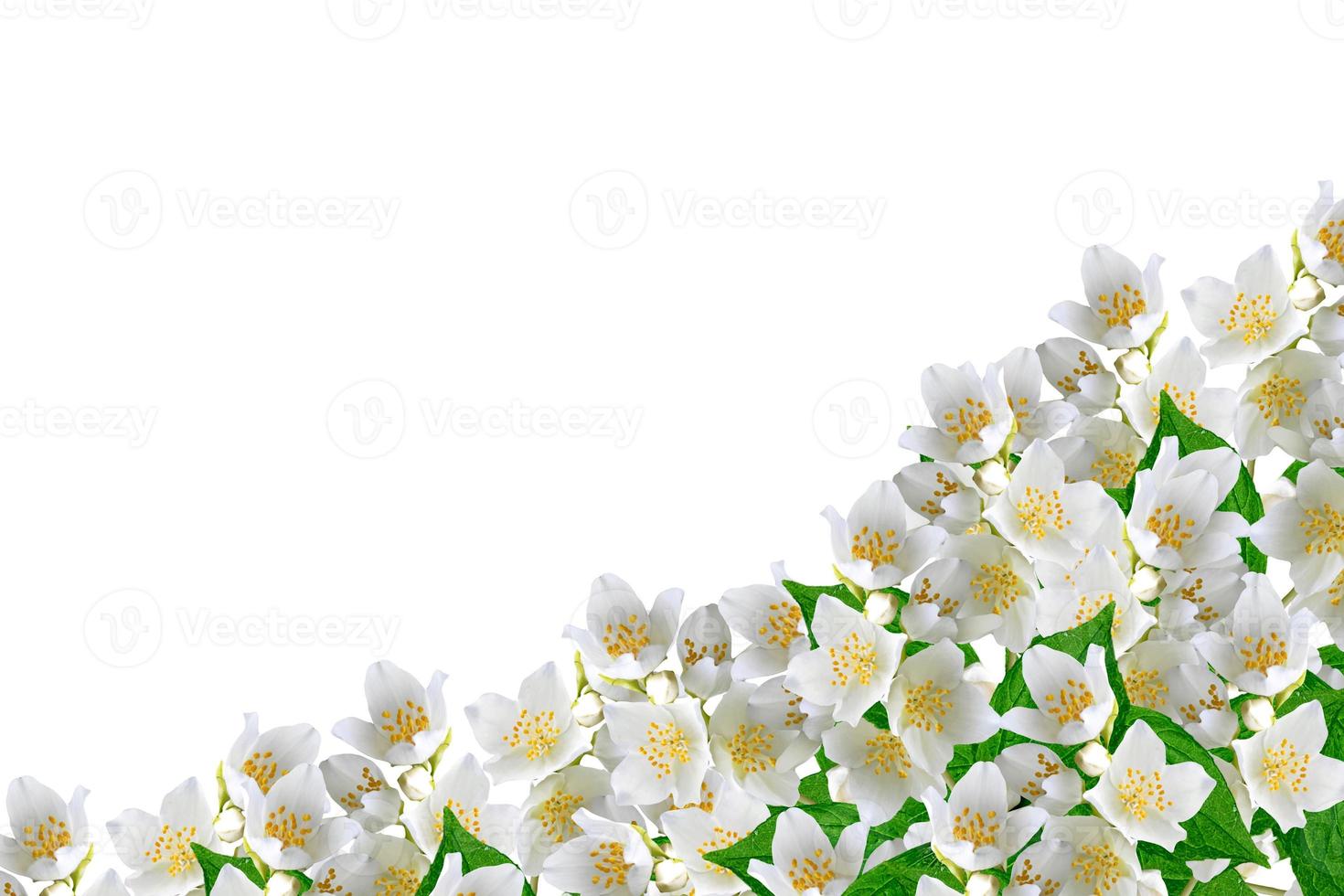 branch of jasmine flowers isolated on white background. spring photo