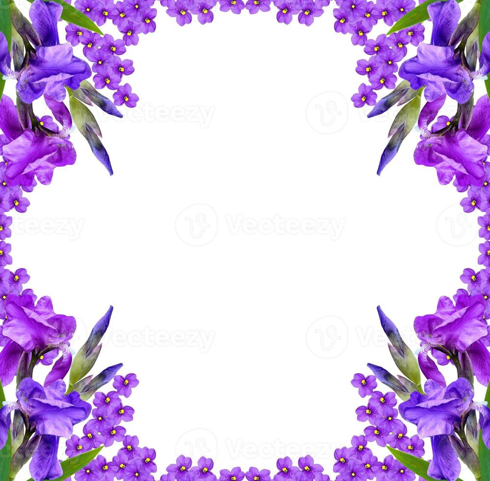 spring flowers iris isolated on white background. photo