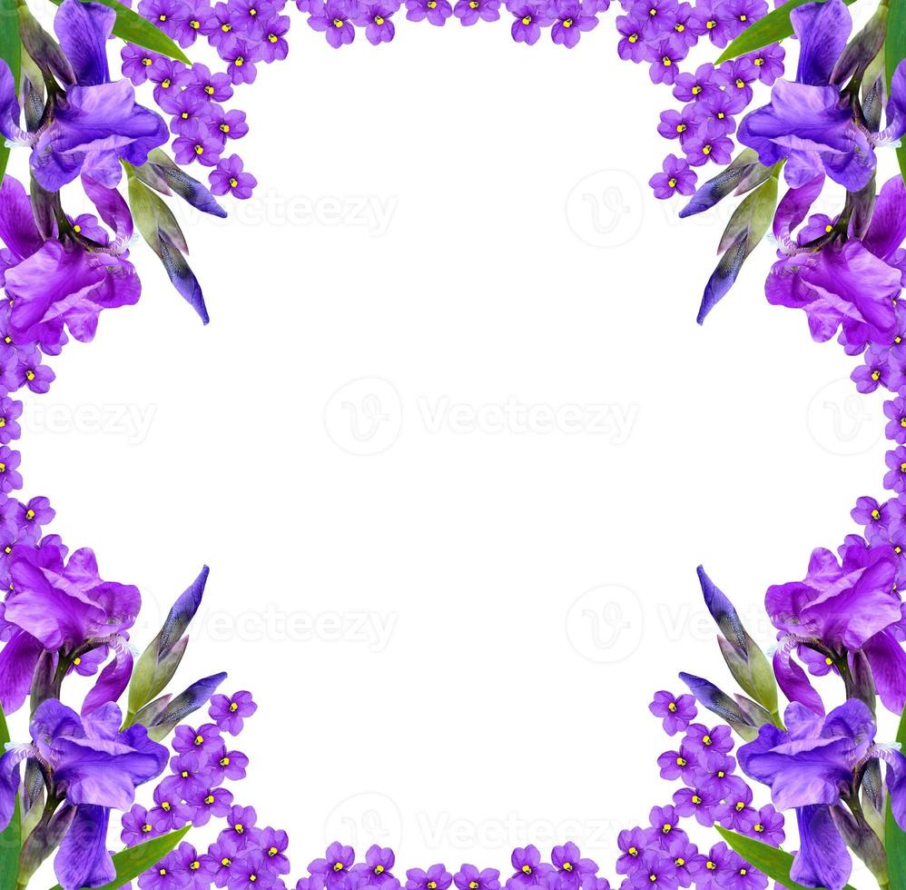 spring flowers iris isolated on white background. photo