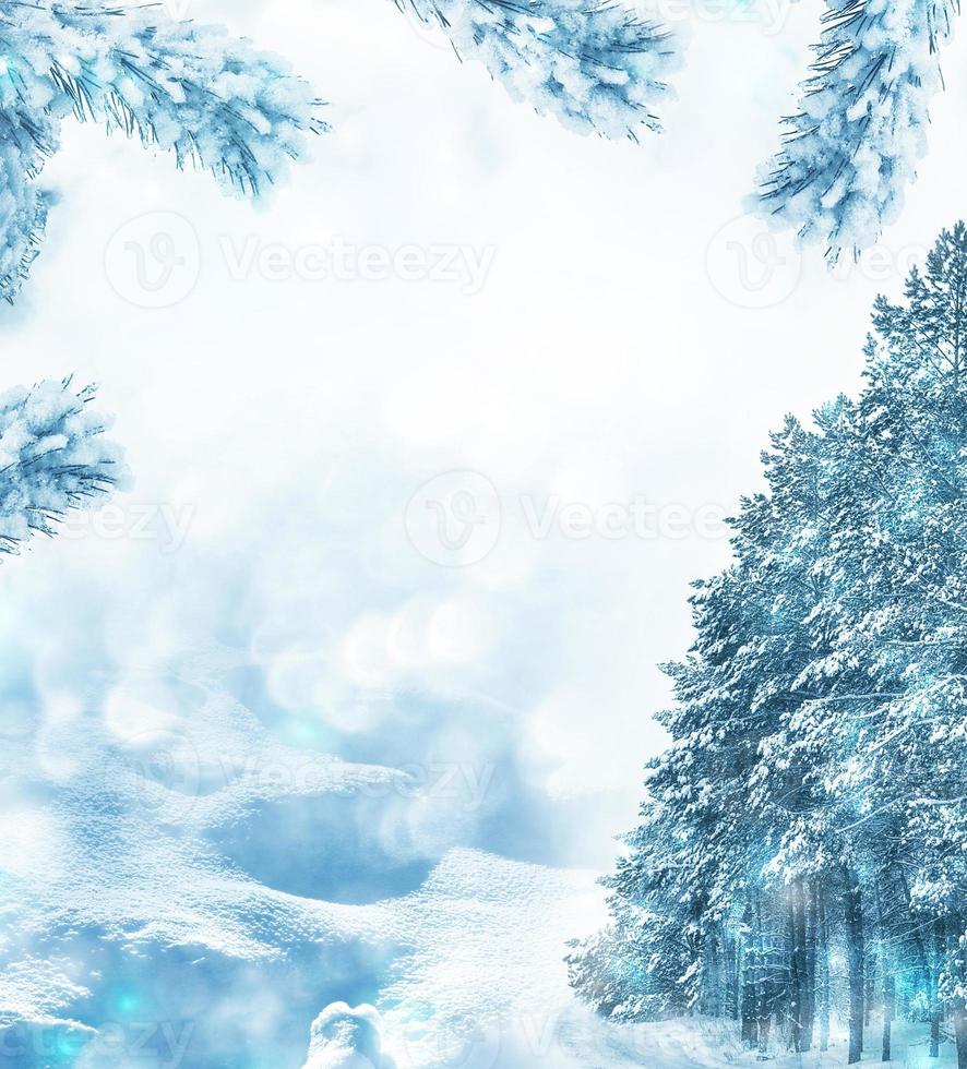 Frozen winter forest with snow covered trees. photo