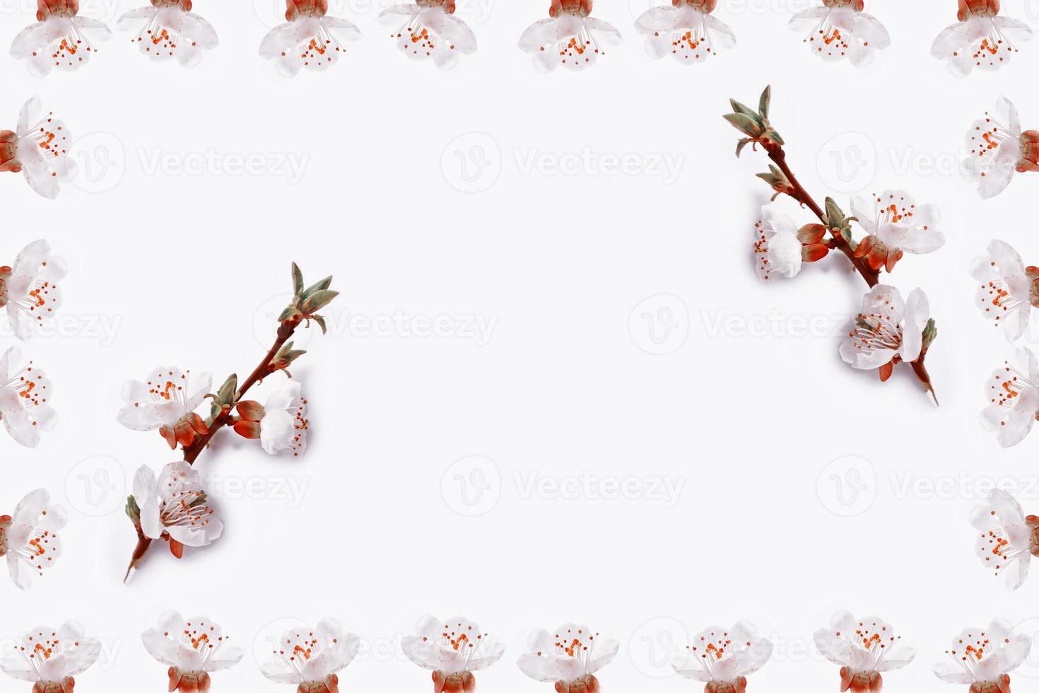 Fruit branch of apricot on a white background. photo