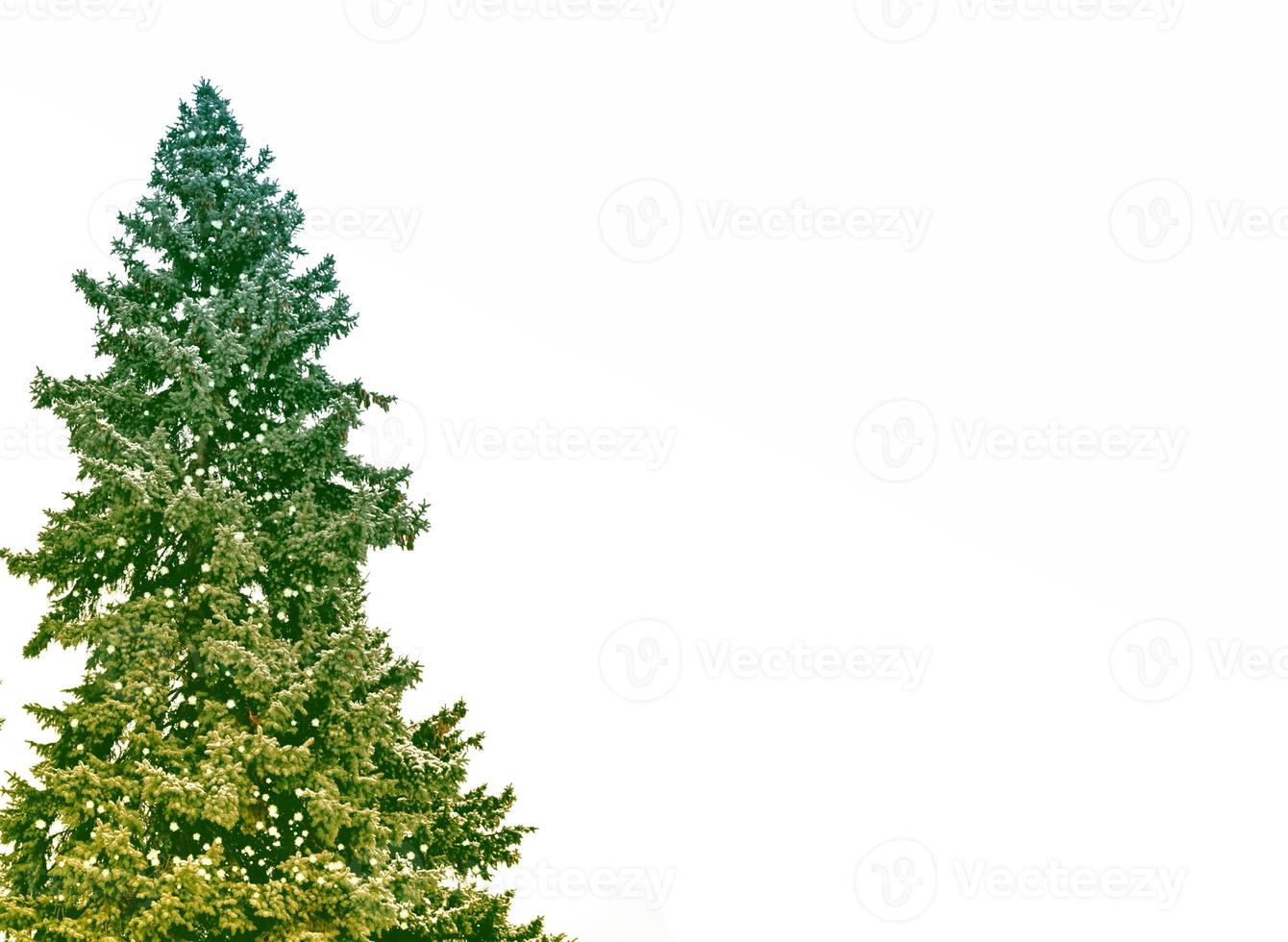 The branches of the snow covered tree Christmas tree photo