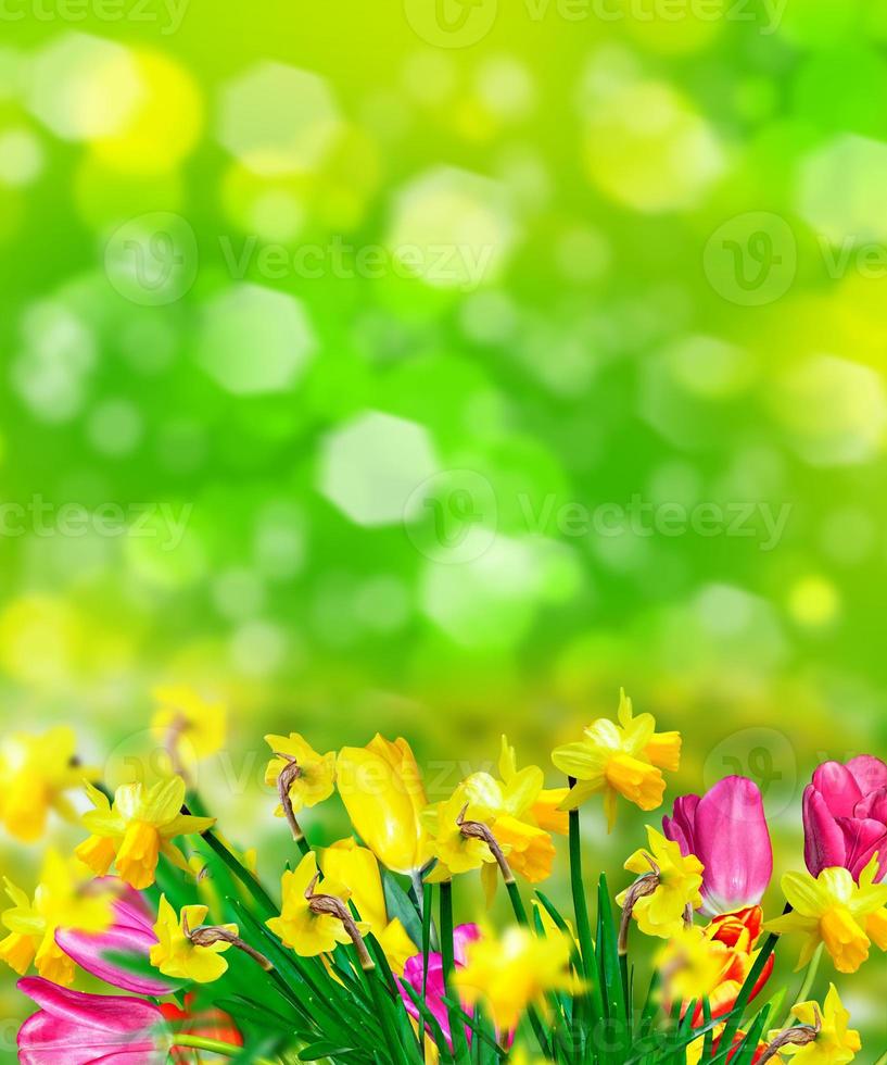 flores de primavera narcisos y tulipanes foto