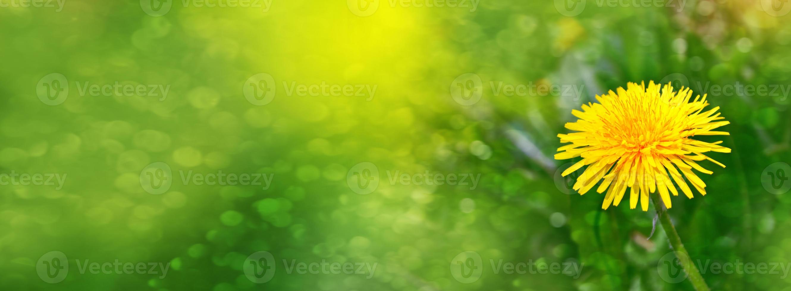 Fluffy dandelion flower against the background of the summer landscape. photo