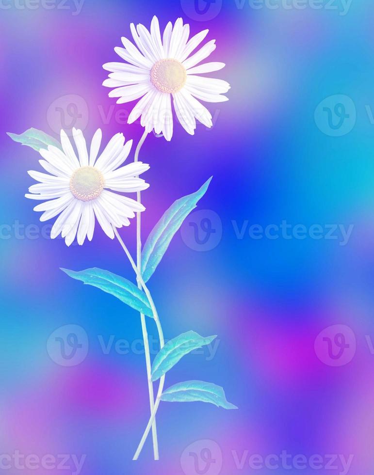 daisies summer  flower isolated on black background photo
