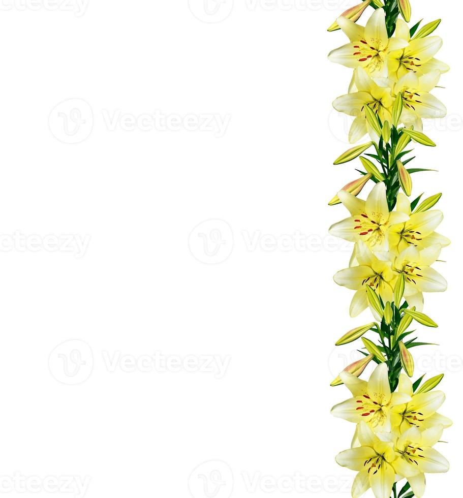 Flower lily isolated on white background. photo