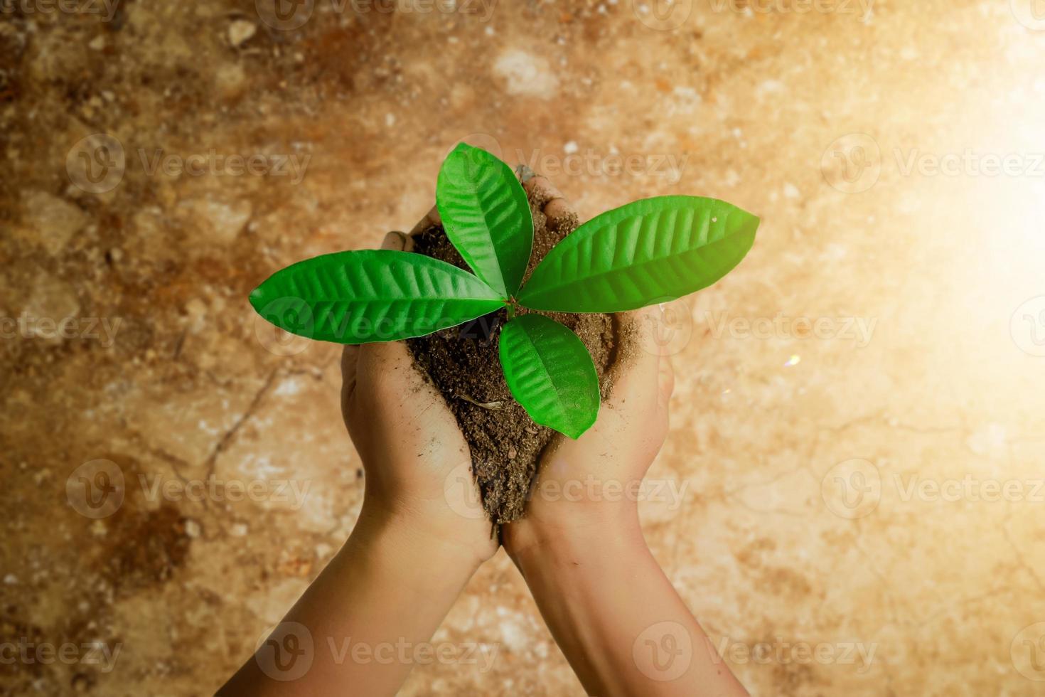 earth day theme, hands holding plants, growing and developing concept. photo