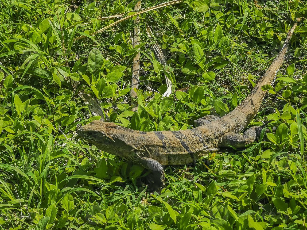 Iguana on grass Tulum ruins Mayan site temple pyramids Mexico. photo