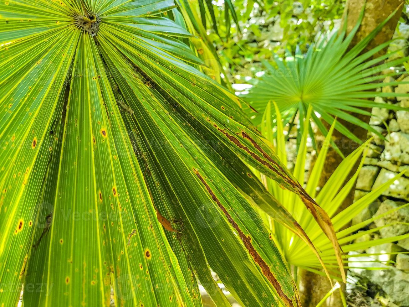 palmeras tropicales cocos cielo azul en tulum mexico. foto