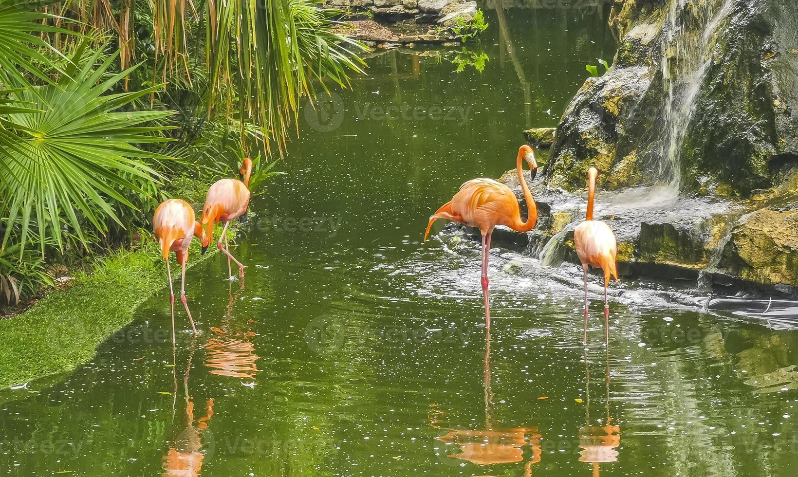 Pink flamingos in pond lake in luxury resort in Mexico. photo