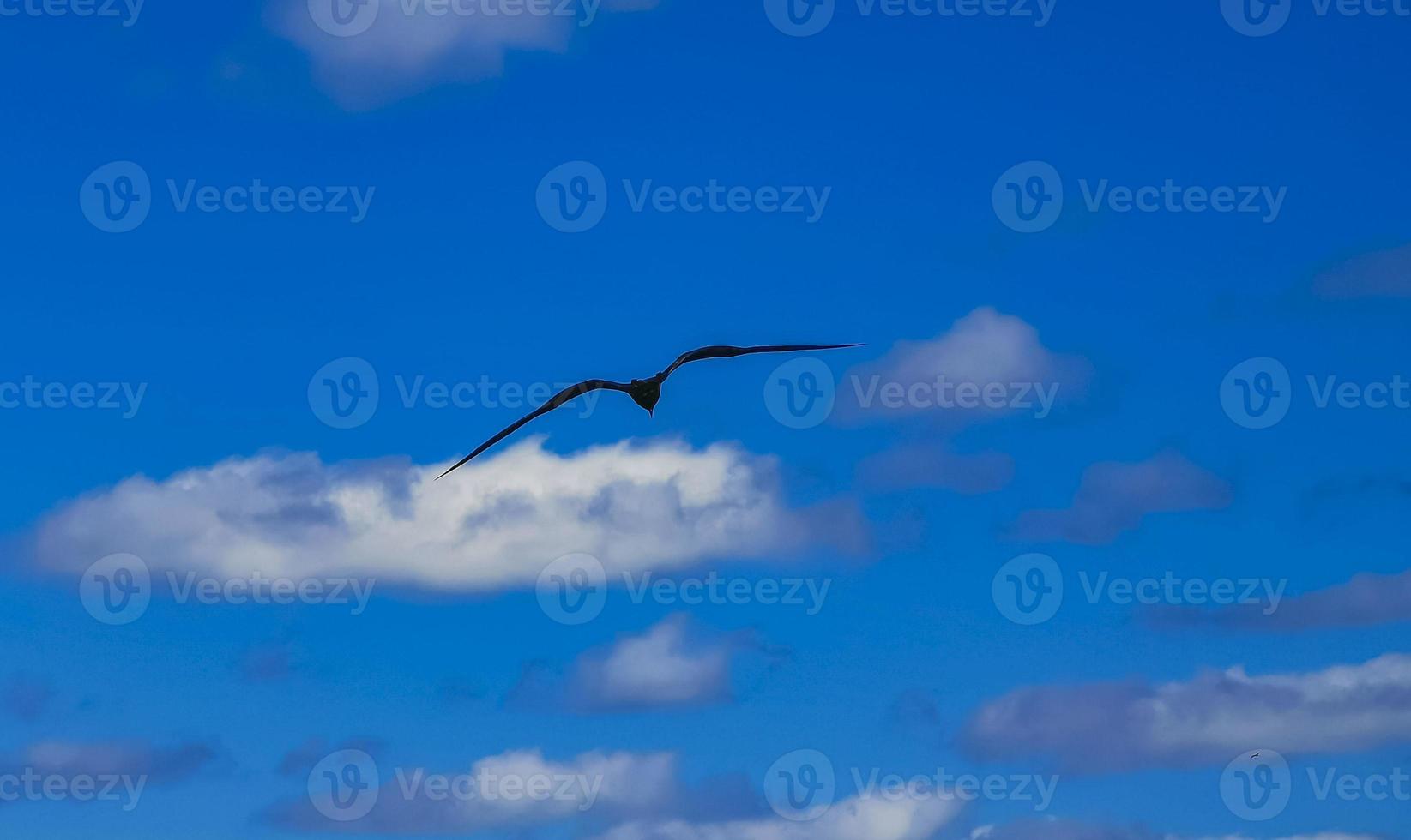 Fregat birds flock fly blue sky background Contoy island Mexico. photo