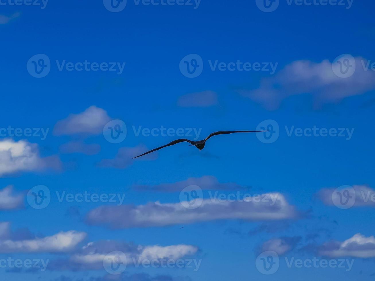 Fregat birds flock fly blue sky background Contoy island Mexico. photo