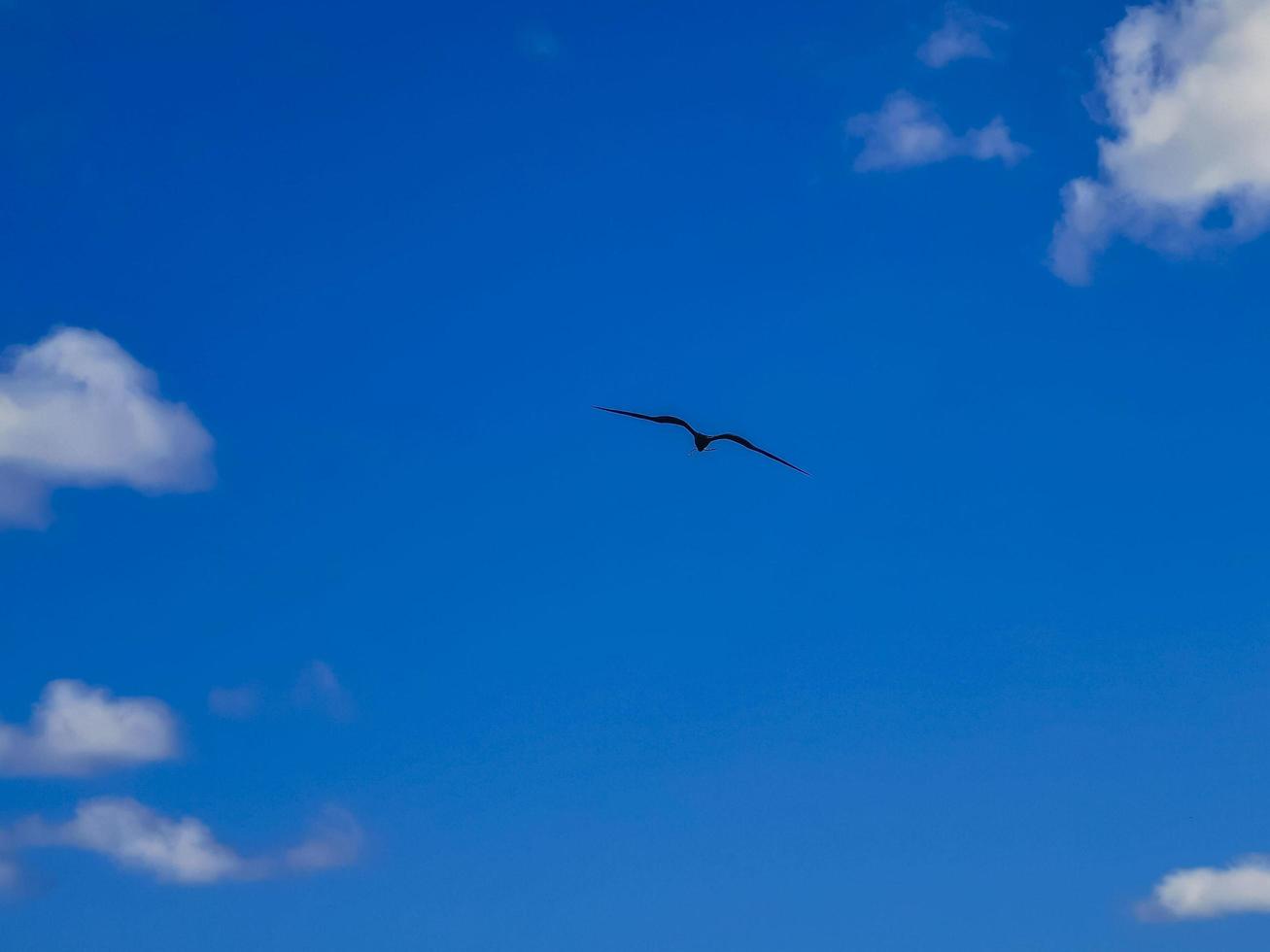 Fregat birds flock fly blue sky background Contoy island Mexico. photo