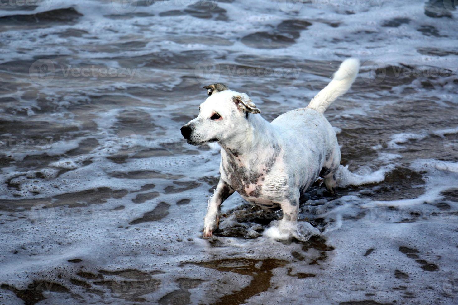 perro a pasear en un parque de la ciudad a orillas del mar mediterráneo foto