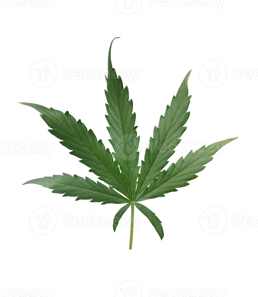 Cannabis-Blatt-Pflanze png