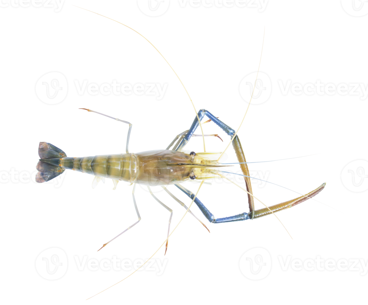 Fresh prawns, river prawns that live in freshwater, natural tropics, river prawns that live in freshwater, natural tropics Top view. png