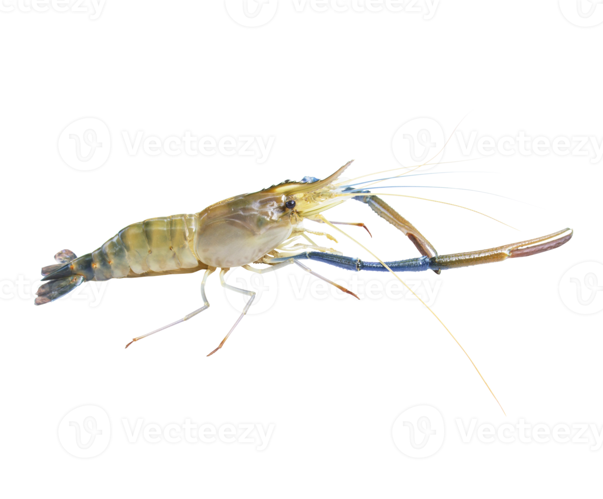 Fresh prawns, river prawns that live in freshwater, natural tropics, river prawns that live in freshwater, natural tropics Top view. png