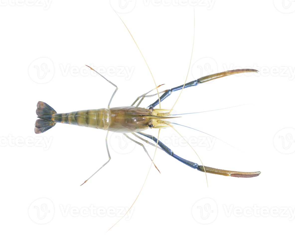 Fresh prawns, river prawns that live in freshwater, natural tropics, river prawns that live in freshwater, natural tropics Top view. png