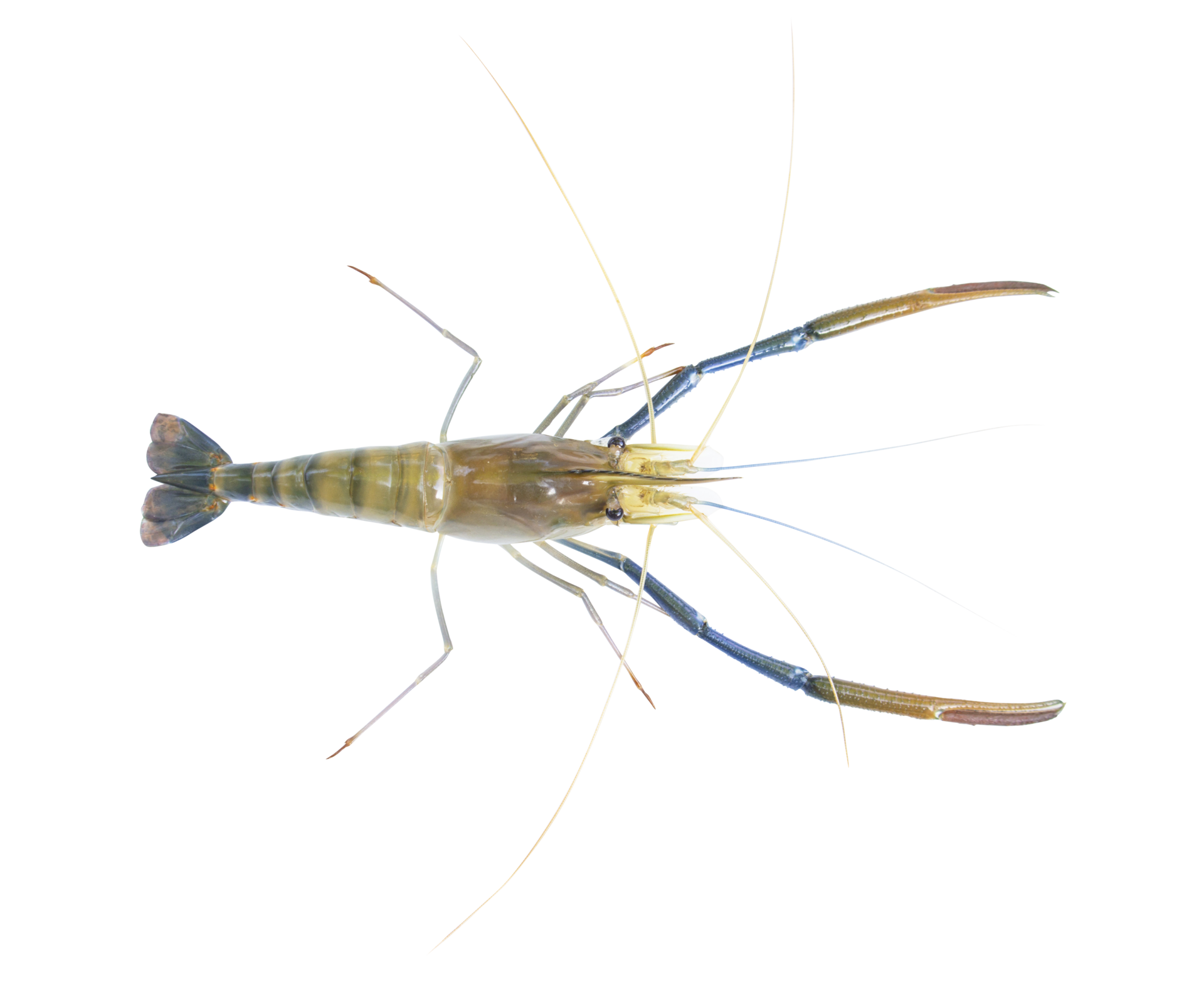 Fresh prawns, river prawns that live in freshwater, natural tropics